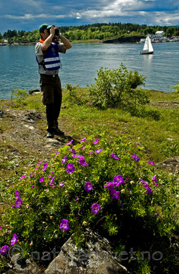 BB 05 0133 / Geranium sanguineum / Blodstorkenebb